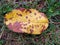 Beautiful yellow brownish leaf on grass