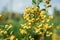 Beautiful yellow buckthorn berries tree