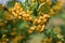 Beautiful yellow buckthorn berries tree