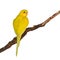 Beautiful yellow Budgerigar bird