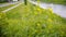 A beautiful yellow Bush on the Bank of the river in the city bends strongly under the wind. Season. Plant close-up