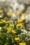 Beautiful yellow buttercup blossoms