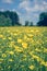 Beautiful yellow buttercups field
