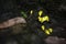 Beautiful yellow butterflies on the ground