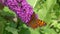 Beautiful yellow Butterfly Comma Polygonia c-album collects nectar on a Buddleja flower