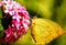 Beautiful Yellow Butterfly on Pink Flower