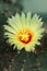 Beautiful yellow cactus in blossom