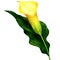 Beautiful yellow calla isolated