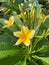 Beautiful Yellow Cambodia Flower Plant in the garden