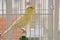 Beautiful yellow canary bird in cage standing on plastic branch