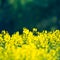 Beautiful yellow canola flowers blooming in the field in spring.