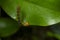 Beautiful yellow caterpillar on a leaf with some parts in focus