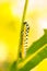 Beautiful yellow caterpillar Papilio machaon