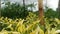 Beautiful yellow chili leaves in the garden