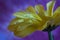 Beautiful Yellow Chrysanthemum flower whit water drops on a purple background