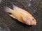 Beautiful Yellow Cichlid Fish, Popular Asian Fish, Red Devil Fish