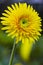 Beautiful Yellow Closeup Macro Shot of Gerbera of Marlen Sort of Herbera Flower