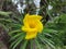 Beautiful yellow color Cascabela thevetia flower. Beautiful yellow oleander flower.