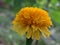 Beautiful yellow color marigold flower