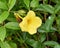 Beautiful Yellow Colored Tecoma Flower