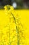 Beautiful yellow colza field blossom