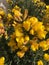 Beautiful yellow Common Gorse Flowers