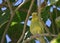 Beautiful Yellow Common Parakeet Standing on a Branch