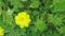 Beautiful yellow cosmos flowers in the garden moving in the natural wind