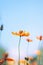 Beautiful yellow cosmos flowers, Yellow flower of Mexican Diasy with bee in sunlight and blu sky at garden