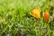 Beautiful yellow crocuses