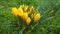 Beautiful yellow crocuses on a green meadow, the first spring flowers