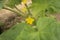 Beautiful Yellow Cucumber Blossom organic farming