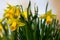 Beautiful yellow Daffodil flowers announcing Spring in the Netherlands