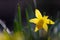 Beautiful yellow Daffodil flowers announcing Spring in the Netherlands