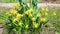 Beautiful yellow daffodil flowers in the garden