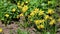 Beautiful yellow daffodil flowers in the garden