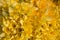 Beautiful yellow daffodils background/texture