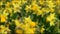 Beautiful yellow daffodils are blooming, spring garden concept, botanical, urban gardening