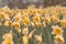 Beautiful yellow Daffodils in the field