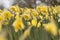 Beautiful yellow Daffodils in the field