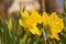 Beautiful yellow daffodils. Yellow narcissuses in a garden. Soft focus or shallow depth of field