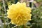 Beautiful yellow dahlia in the garden