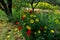 Beautiful yellow daisies and red poppies in the forest closeup