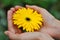 Beautiful yellow daisy flower on woman hands