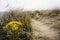 Beautiful yellow daisy flowers grow on a dune. Selective focus. Bertra beach, county Mayo, Ireland. Nature background