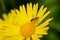 Beautiful yellow daisy, oxeye, with a bee