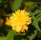 beautiful yellow dandelion daisy flower. macro. nature beauty
