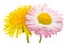 Beautiful Yellow Dandelion and Pink Daisy Flower