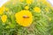 Beautiful yellow dandelions bloomed in summer in a clearing.