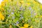 Beautiful yellow dandelions bloomed in summer in a clearing.